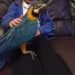 blue-and-gold-macaw-5b5826a745bdc