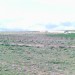 Terrain Agricole Algérie