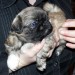 PEKINOIS MINIATURE CHIOTS