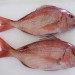 vente a l’exportations des poissons frais et congelés