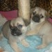 PUGINESE CHIOTS