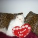 PERSAN BLANC CHATON
