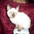 CHATON SIAMOIS - Image 4