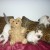 CHATON SIAMOIS - Image 1