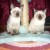 CHATON SIAMOIS - Image 3