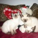 CHATON SIAMOIS