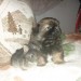 PEKINOIS TOY CHIOT MALE