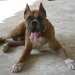 BOXER CHIOTS