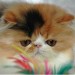 Chaton Persan LOOF Chaton Persan LOOF