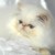 Chaton Persan LOOF - Image 3