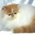 Chaton Persan LOOF - Image 2