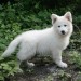 Cherche chiot berger blanc suisse
