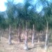 Palmiers cocos et washingtonia Rabat Maroc