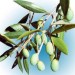 huile d’olive pure garantie
