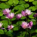 decoration des jardins et espaces verts