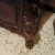 armoire a glace chapeau de gendarme louis 16 antiquite - Image 1 armoire a glace chapeau de gendarme louis 16 antiquite - Image 1