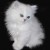 cherche un chat persan (2mois) - Image 1