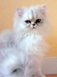 cherche un chat persan (2mois)