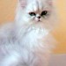cherche un chat persan (2mois) cherche un chat persan (2mois)