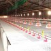 Système d?alimentation pour poulet de chair POULTECH