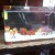 Aquarium - Image 1 Aquarium - Image 1
