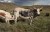 Nguni Cattles à vendre - Image 1