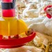 Fabrication, installation et Vente Materiel Avicole : تجهيزات تربية الدواجن الجزائر