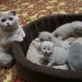 scottish fold