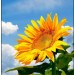 architecie
