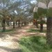 vente un jardin palmier de 10 Hectare