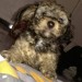 Couple Caniche TOY